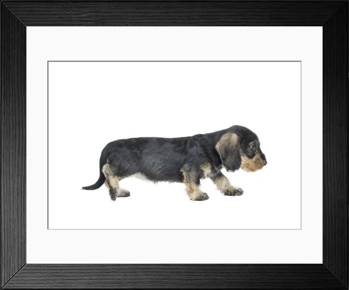 Framed Print : Picture No. 11771824 Framed Print : Picture No. 11771824