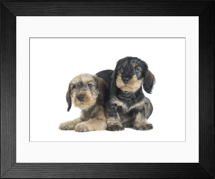 Framed Print : Picture No. 11771827 Framed Print : Picture No. 11771827