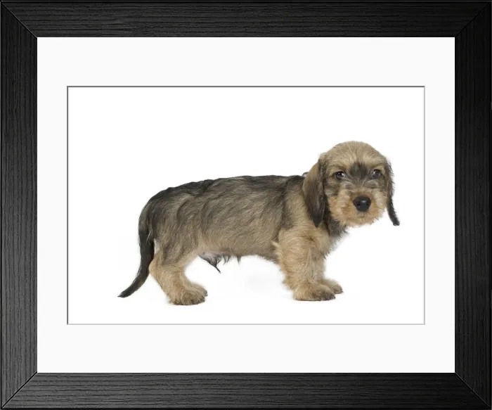Framed Print : Picture No. 11771831 Framed Print : Picture No. 11771831