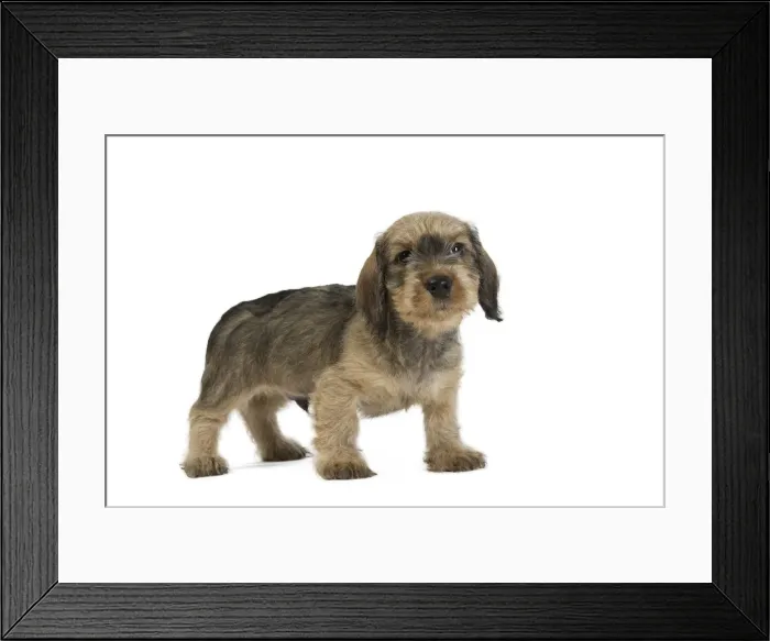 Framed Print : Picture No. 11771830 Framed Print : Picture No. 11771830