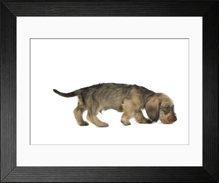 Framed Print : Picture No. 11771833 Framed Print : Picture No. 11771833