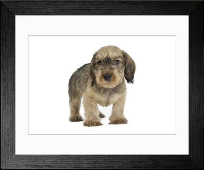 Framed Print : Picture No. 11771834 Framed Print : Picture No. 11771834