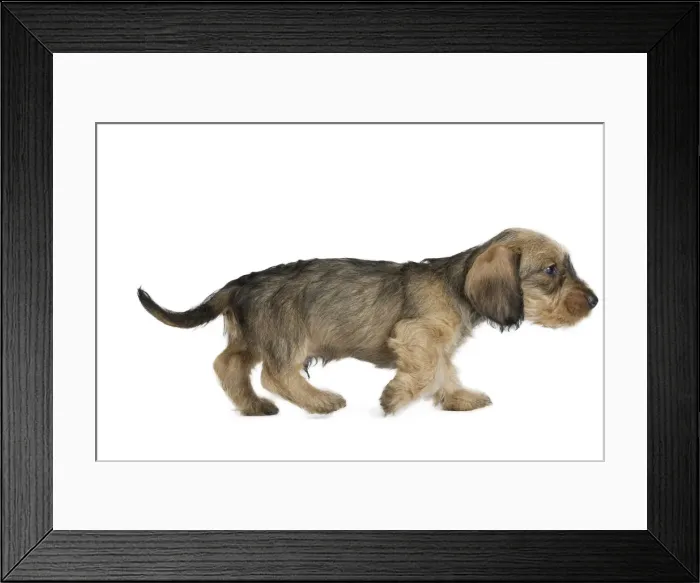 Framed Print : Picture No. 11771835 Framed Print : Picture No. 11771835