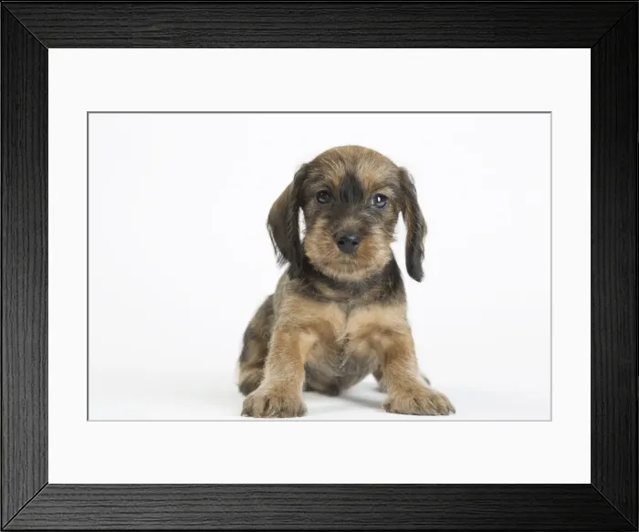 Framed Print : Picture No. 11771837 Framed Print : Picture No. 11771837