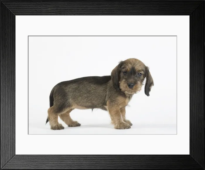 Framed Print : Picture No. 11771838 Framed Print : Picture No. 11771838