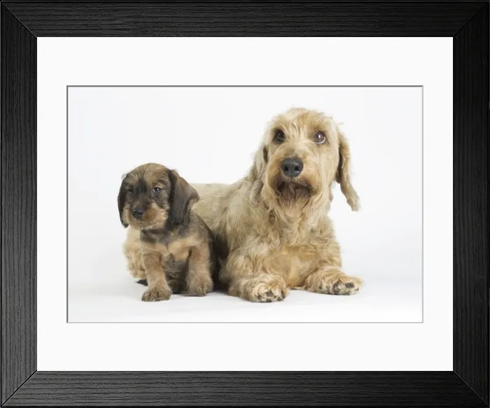 Framed Print : Picture No. 11771840 Framed Print : Picture No. 11771840