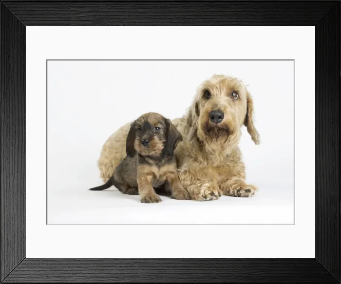 Framed Print : Picture No. 11771839 Framed Print : Picture No. 11771839