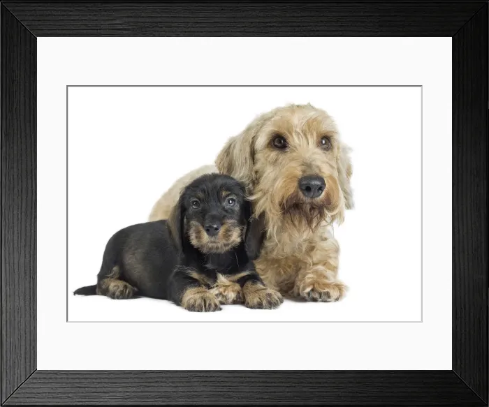 Framed Print : Picture No. 11771841 Framed Print : Picture No. 11771841