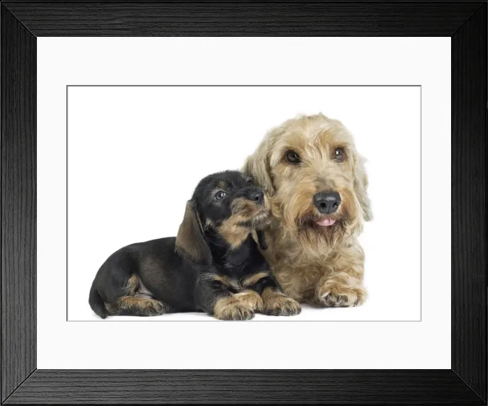 Framed Print : Picture No. 11771842 Framed Print : Picture No. 11771842