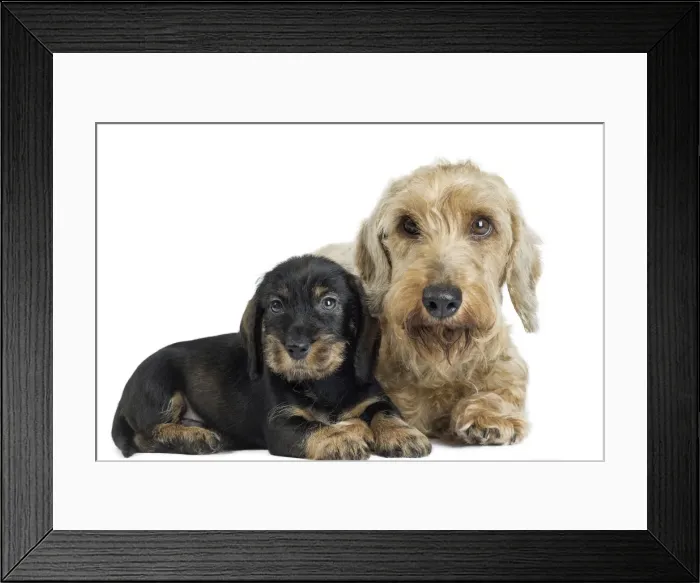 Framed Print : Picture No. 11771843 Framed Print : Picture No. 11771843