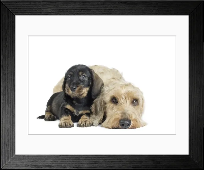 Framed Print : Picture No. 11771846 Framed Print : Picture No. 11771846