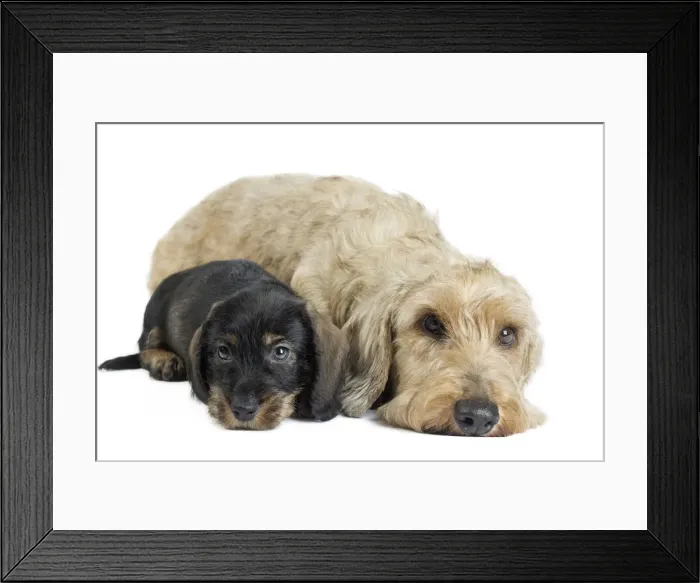 Framed Print : Picture No. 11771847 Framed Print : Picture No. 11771847