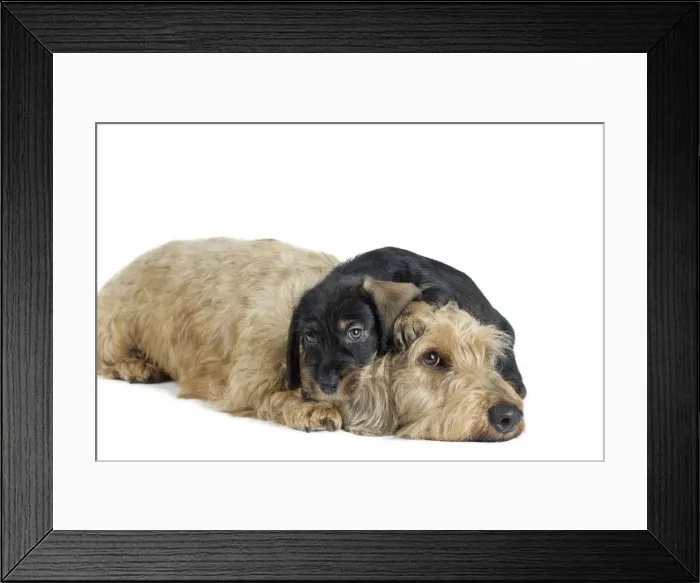 Framed Print : Picture No. 11771849 Framed Print : Picture No. 11771849