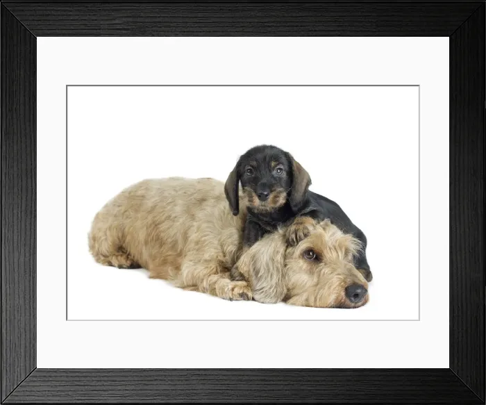 Framed Print : Picture No. 11771850 Framed Print : Picture No. 11771850