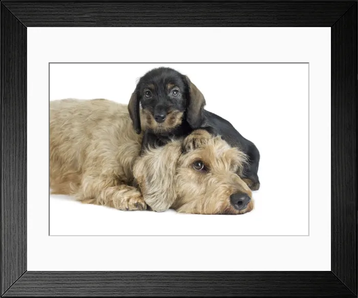 Framed Print : Picture No. 11771851 Framed Print : Picture No. 11771851