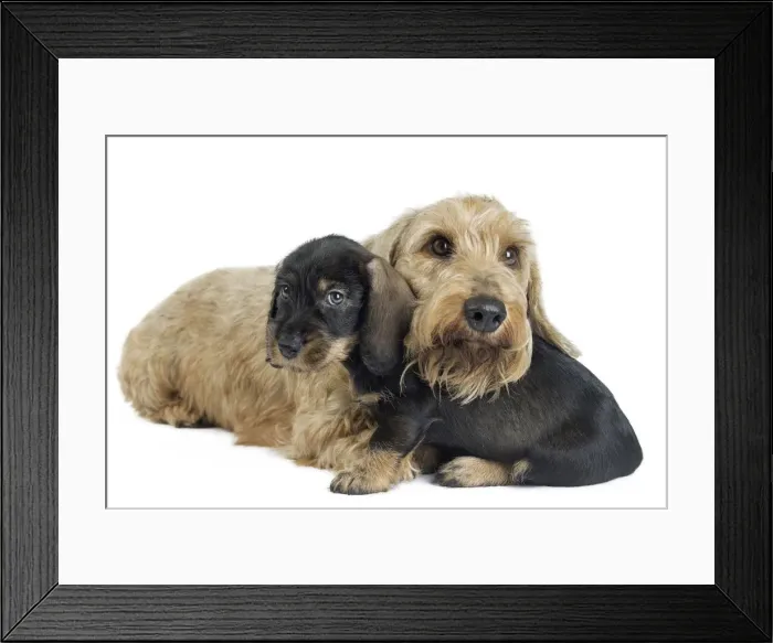 Framed Print : Picture No. 11771852 Framed Print : Picture No. 11771852