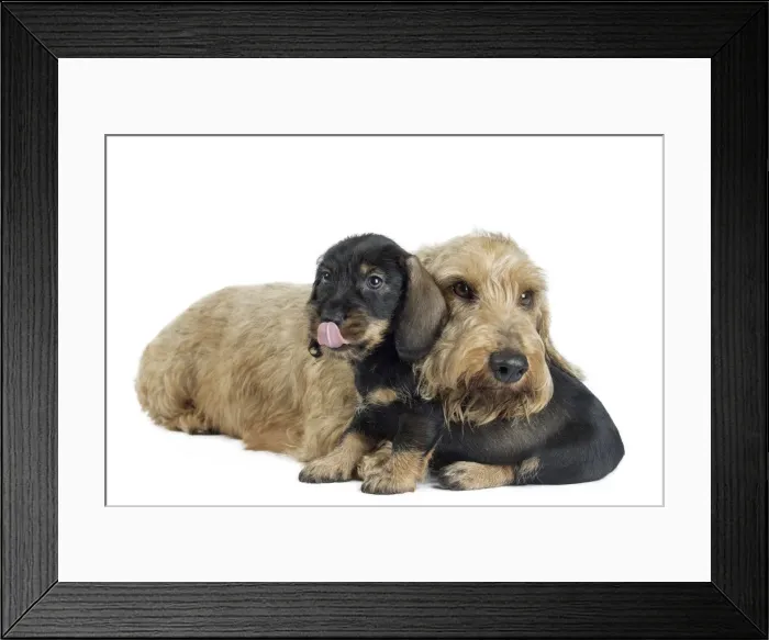 Framed Print : Picture No. 11771853 Framed Print : Picture No. 11771853