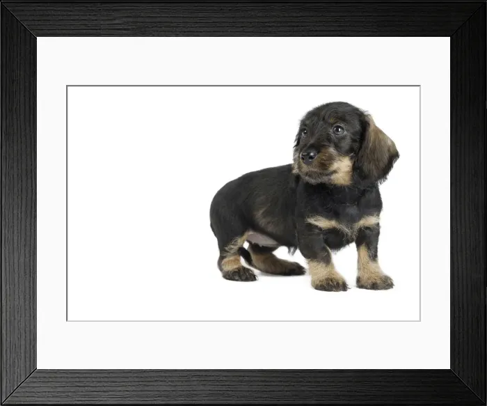 Framed Print : Picture No. 11771856 Framed Print : Picture No. 11771856
