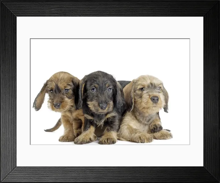 Framed Print : Picture No. 11771858 Framed Print : Picture No. 11771858