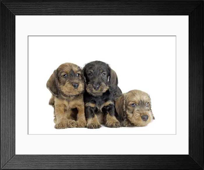 Framed Print : Picture No. 11771859 Framed Print : Picture No. 11771859