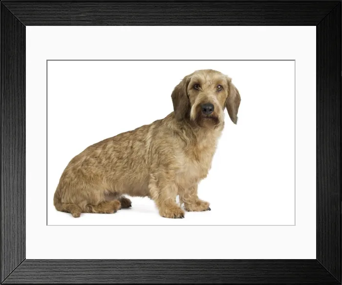 Framed Print : Picture No. 11771864 Framed Print : Picture No. 11771864