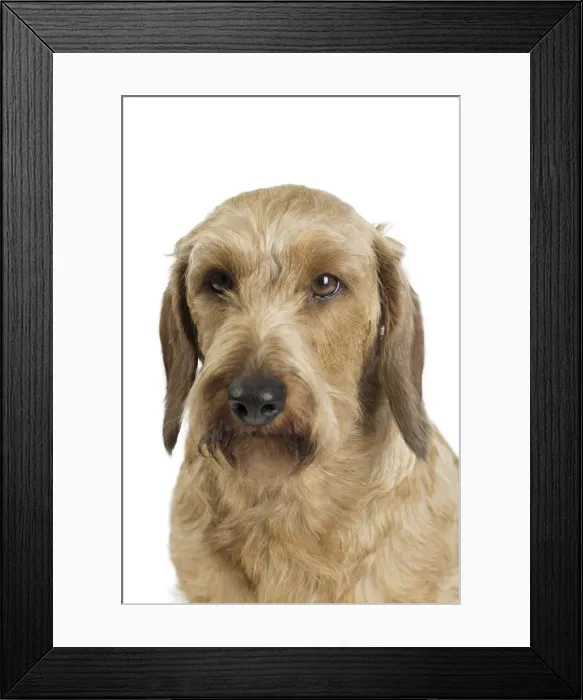 Framed Print : Picture No. 11771866 Framed Print : Picture No. 11771866