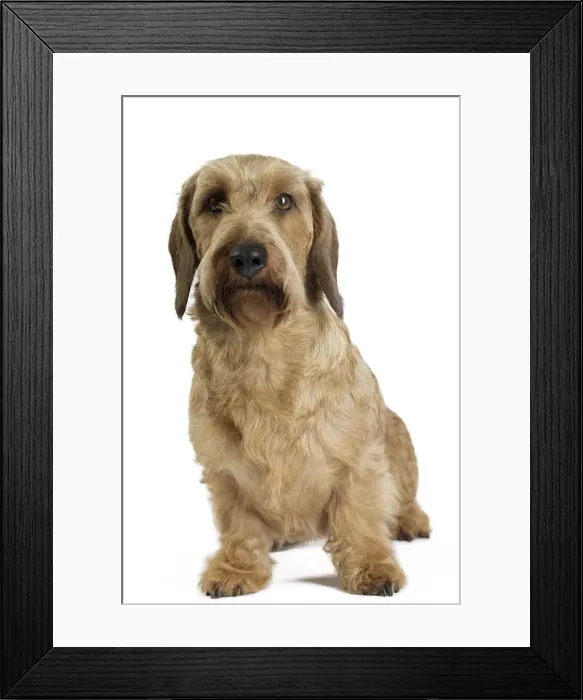 Framed Print : Picture No. 11771865 Framed Print : Picture No. 11771865