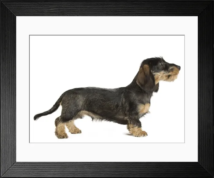 Framed Print : Picture No. 11771870 Framed Print : Picture No. 11771870