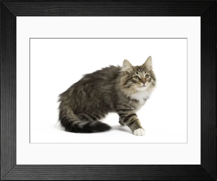 Framed Print : Picture No. 11771871 Framed Print : Picture No. 11771871