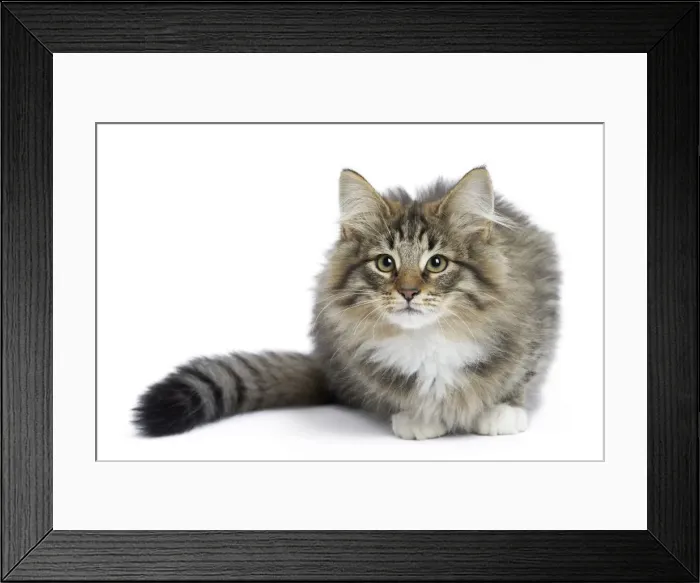 Framed Print : Picture No. 11771876 Framed Print : Picture No. 11771876