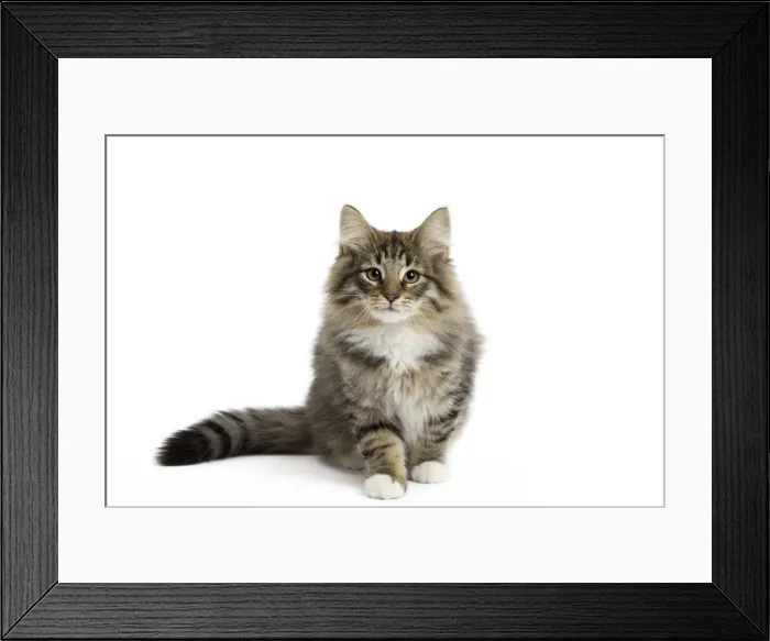 Framed Print : Picture No. 11771875 Framed Print : Picture No. 11771875
