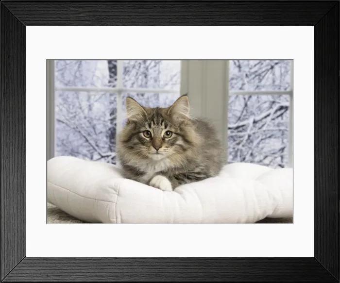 Framed Print : Picture No. 11771877 Framed Print : Picture No. 11771877