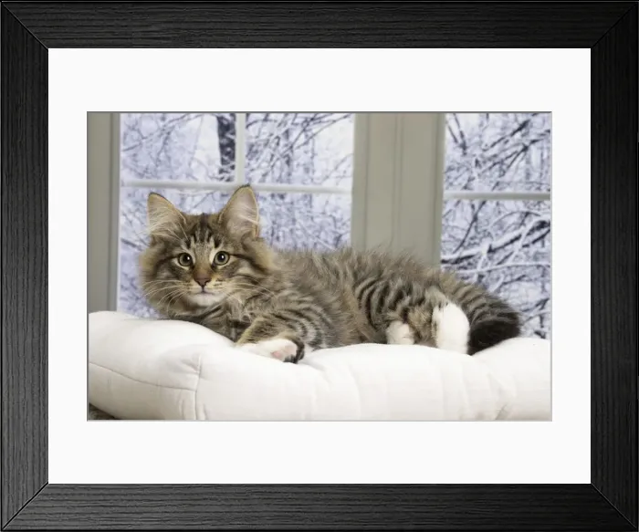 Framed Print : Picture No. 11771878 Framed Print : Picture No. 11771878