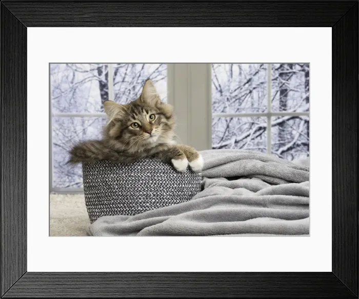 Framed Print : Picture No. 11771880 Framed Print : Picture No. 11771880