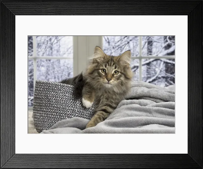 Framed Print : Picture No. 11771881 Framed Print : Picture No. 11771881