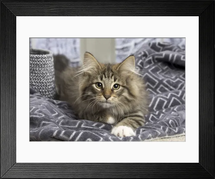 Framed Print : Picture No. 11771883 Framed Print : Picture No. 11771883