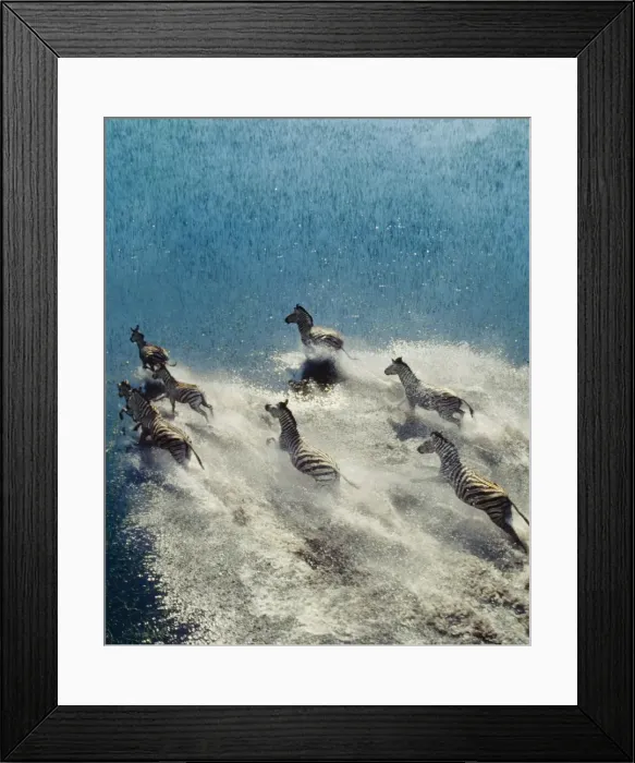 Framed Print : BURCHELL'S / PLAINS / COMMON ZEBRA - cross water Framed Print : BURCHELL'S / PLAINS / COMMON ZEBRA - cross water