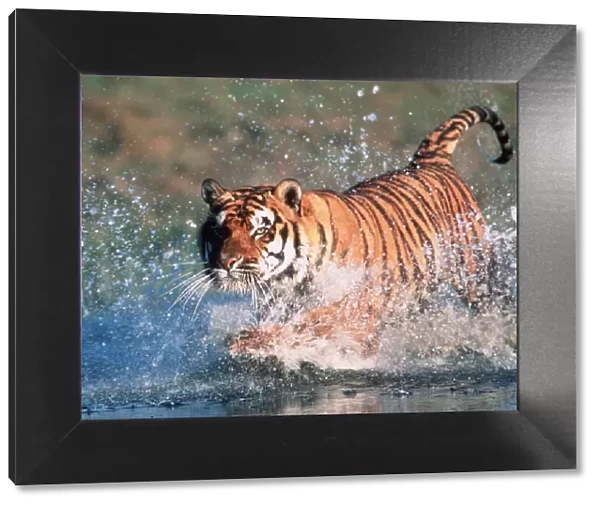 Bengal  /  Indian TIGER - running through water