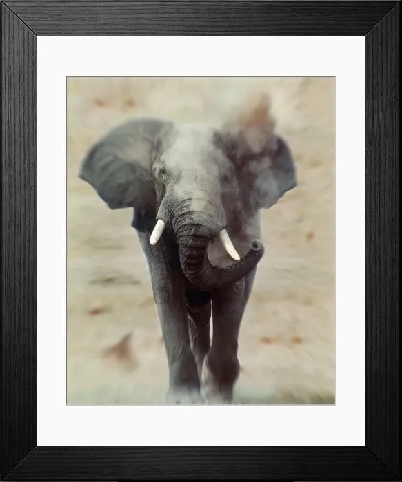 Framed Print : African Elephant - single, charging, head-on Framed Print : African Elephant - single, charging, head-on