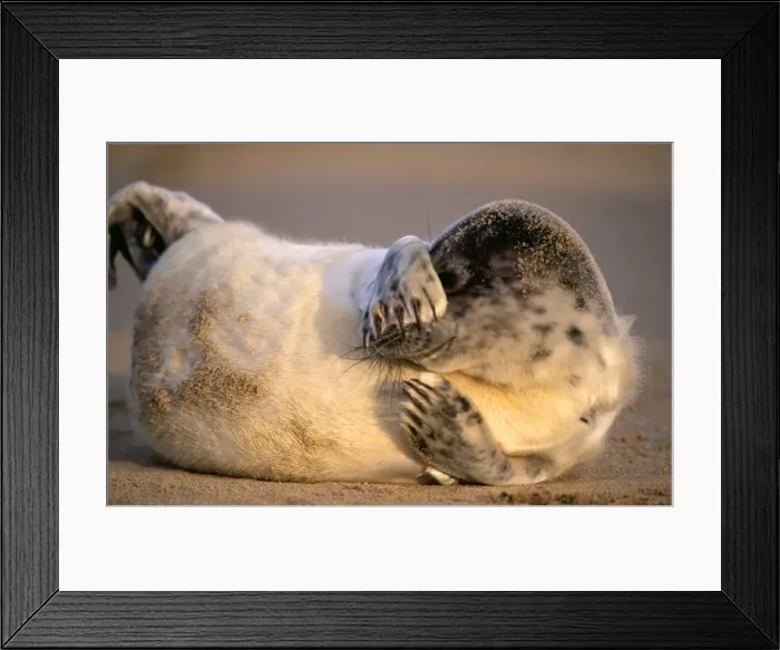 Framed Print : GREY SEAL - pup lying on sandy beach, covers eyes Framed Print : GREY SEAL - pup lying on sandy beach, covers eyes