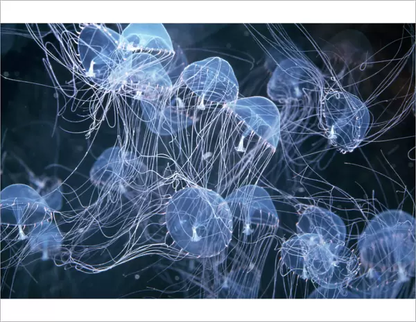 Elegant Hydromedusa Jellyfish Coastal waters, Pacific-Atlantic