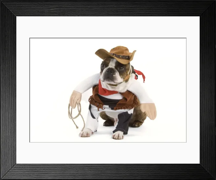 Framed Print : Dog - Boston Terrier wearing cowboy outfit Framed Print : Dog - Boston Terrier wearing cowboy outfit