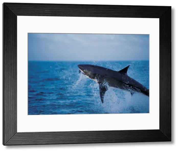 Framed Print : Great White / White / White Pointer SHARK - Breaching for hunti Framed Print : Great White / White / White Pointer SHARK - Breaching for hunti