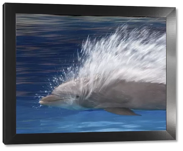 Bottlenose Dolphins - Swimming at speed through water - dolphins can reach 65 km per hour