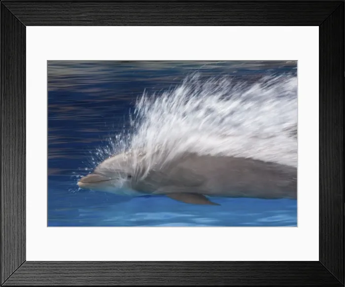 Framed Print : Bottlenose Dolphins - Swimming at speed through water - dolphins can reach 65 km per hour Framed Print : Bottlenose Dolphins - Swimming at speed through water - dolphins can reach 65 km per hour