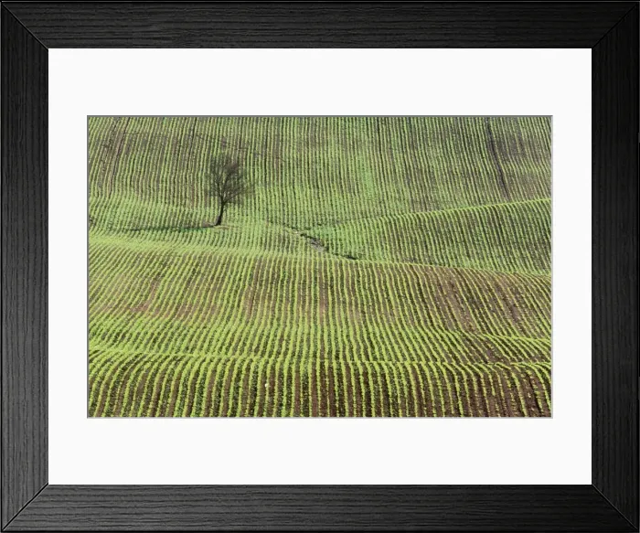 Framed Print : SPAIN - ANDALUSIA, cultivation of beetroot Framed Print : SPAIN - ANDALUSIA, cultivation of beetroot