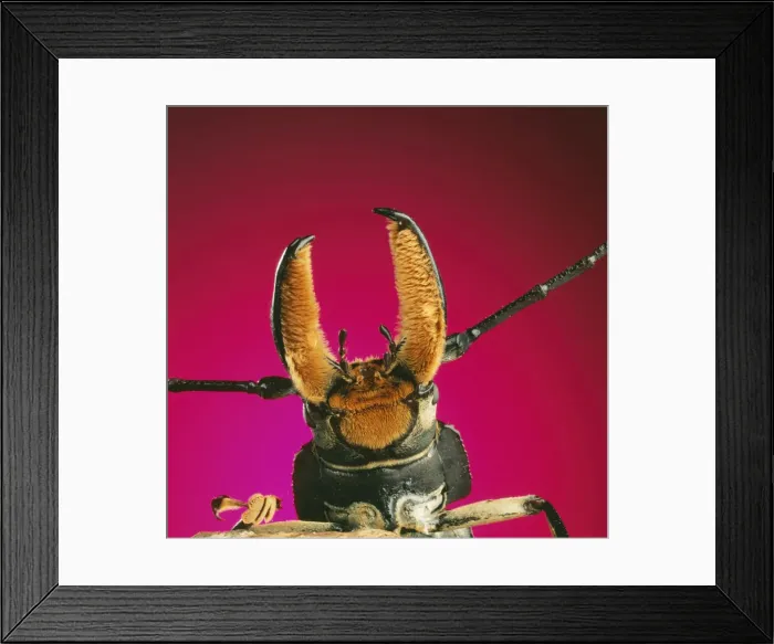 Framed Print : BEETLE - close-up under pincer Framed Print : BEETLE - close-up under pincer