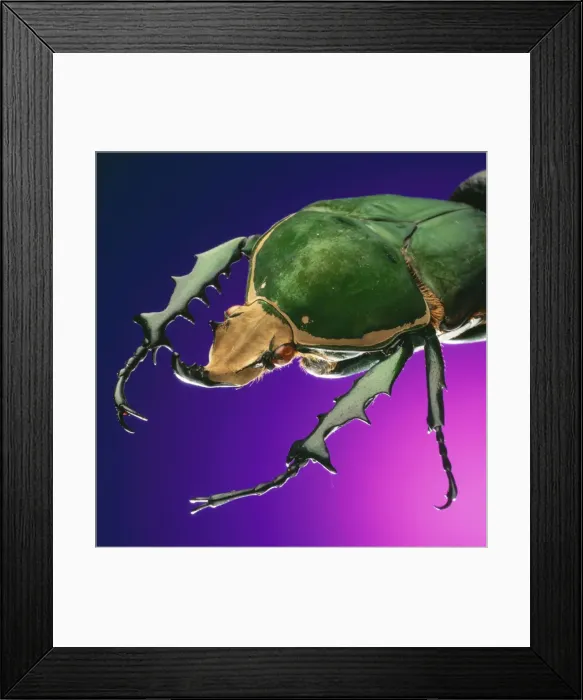 Framed Print : BEETLE - close-up on purple Framed Print : BEETLE - close-up on purple