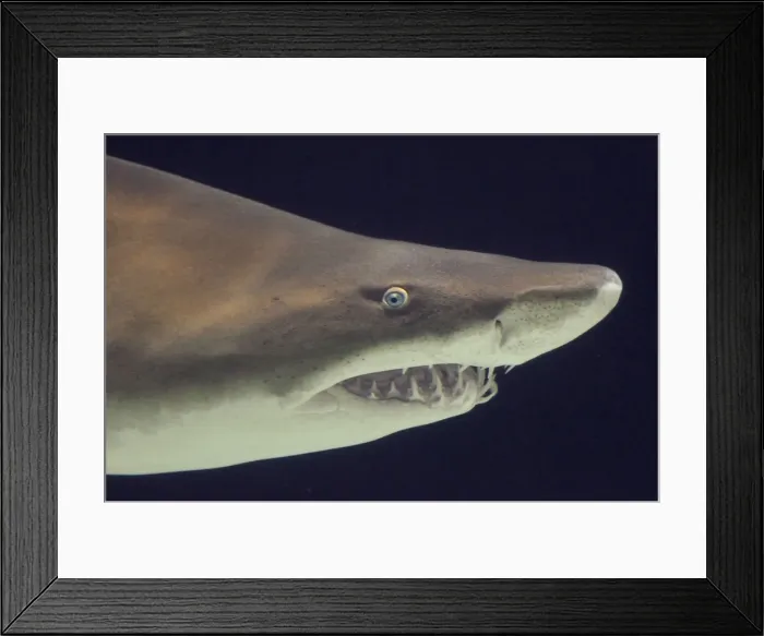 Framed Print : Sand Tiger Shark / Sand Shark / Grey nurse shark / Ragged-tooth shark some disagreement over classification. _DSC0996 Framed Print : Sand Tiger Shark / Sand Shark / Grey nurse shark / Ragged-tooth shark some disagreement over classification. _DSC0996