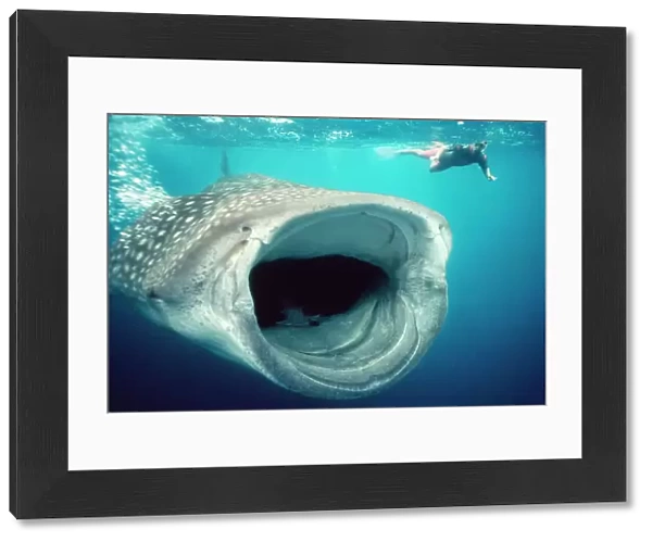 Whale Shark - mouth open feeding, & diver. Australia. Worldwide